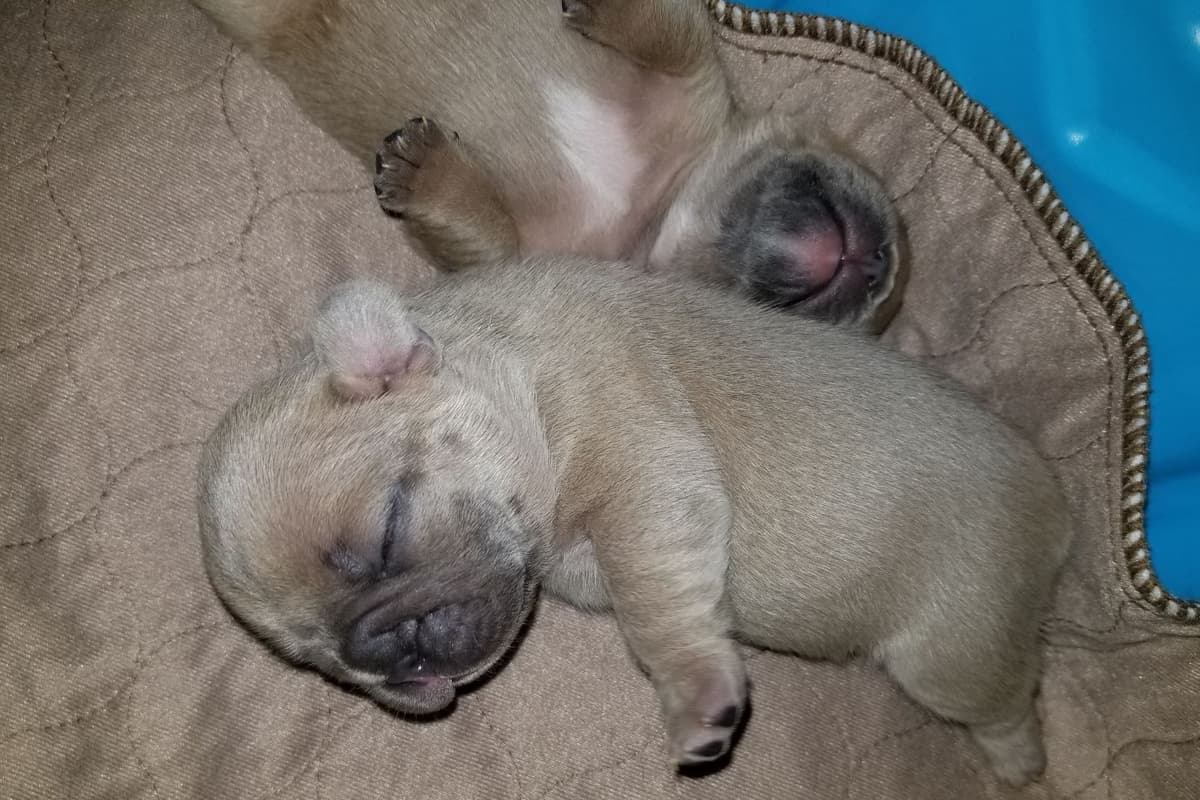 French Bulldog Puppies breeder image 11