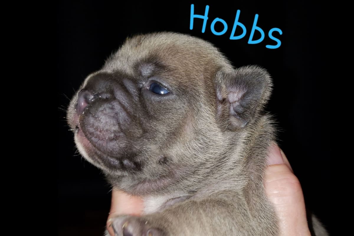 French Bulldog Puppies breeder image 17