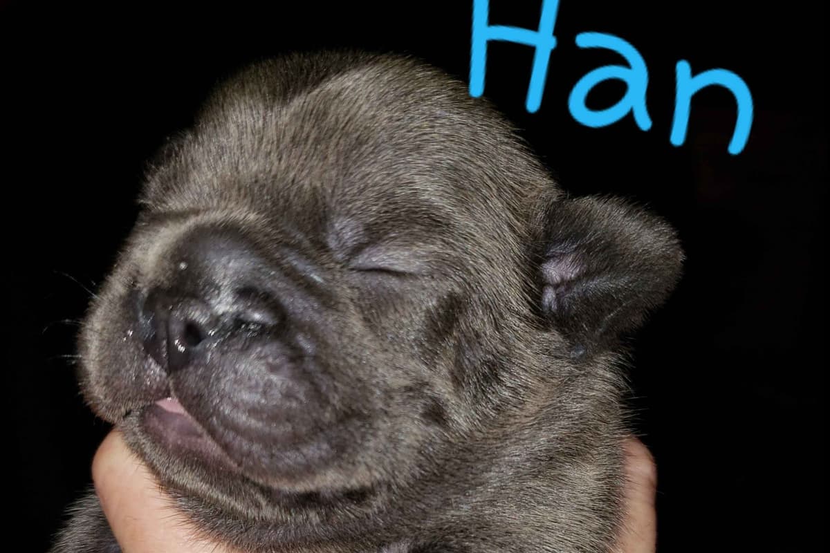 French Bulldog Puppies breeder image 19