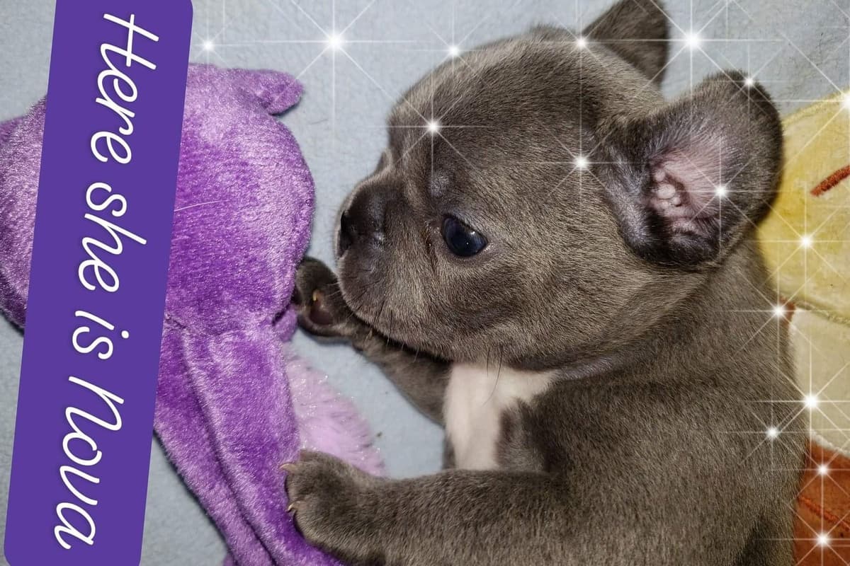 French Bulldog Puppies breeder image 20