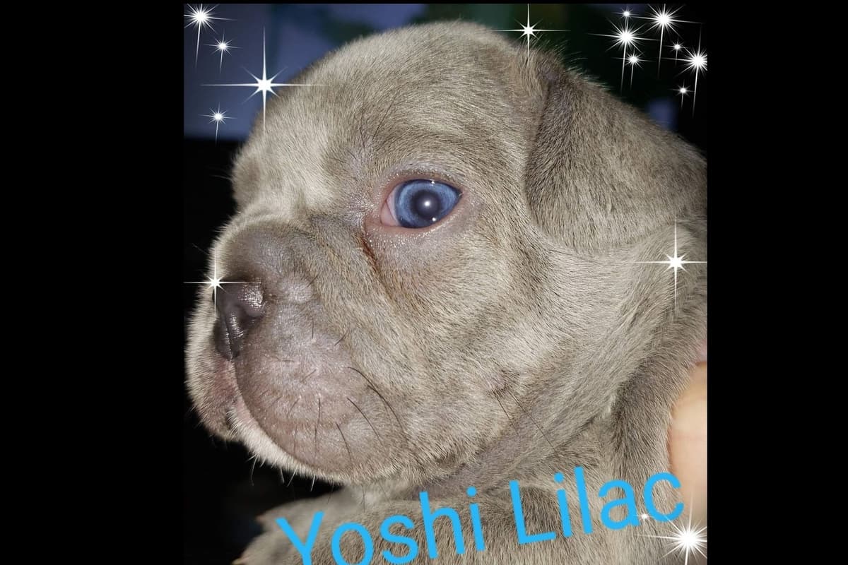 French Bulldog Puppies breeder image 21