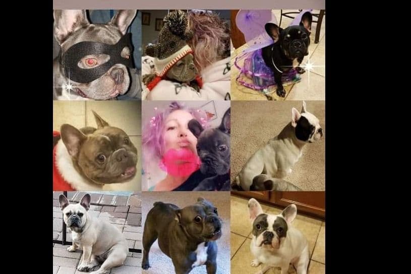 French Bulldog Puppies breeder image 1