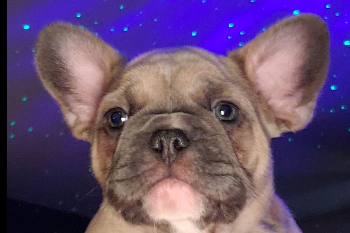 French Bulldog Puppies breeder image 9