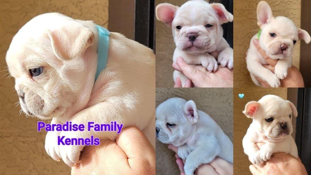 French Bulldog Puppies breeder image 4