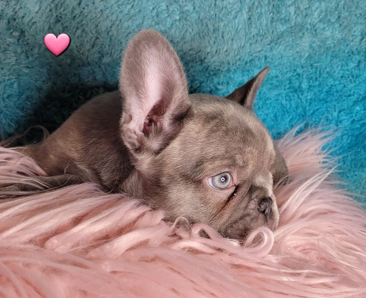 French Bulldog Puppies breeder image 3