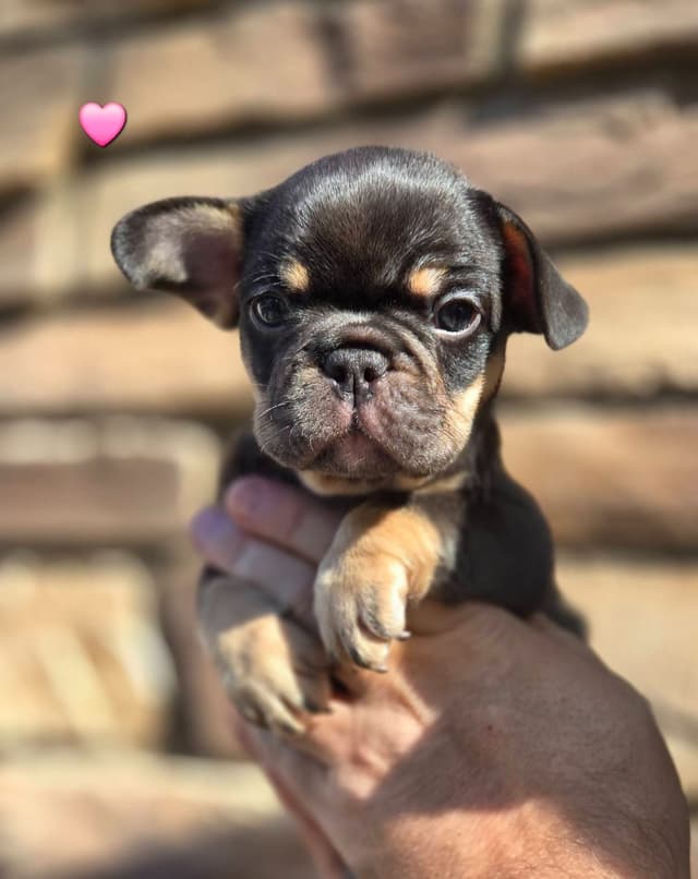 French Bulldog Puppies media 2