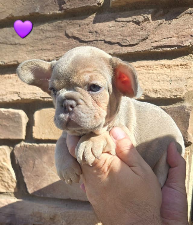 French Bulldog Puppies media 3