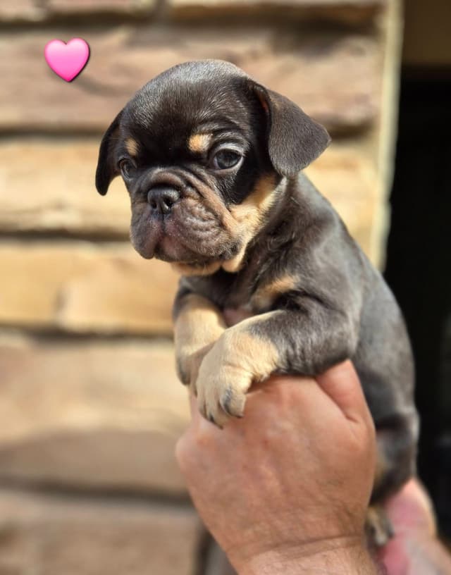 French Bulldog Puppies media 5