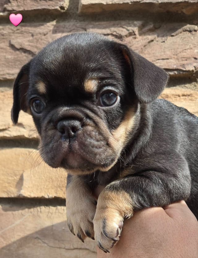 French Bulldog Puppies media 6