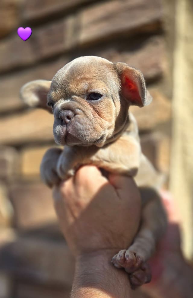 French Bulldog Puppies media 7