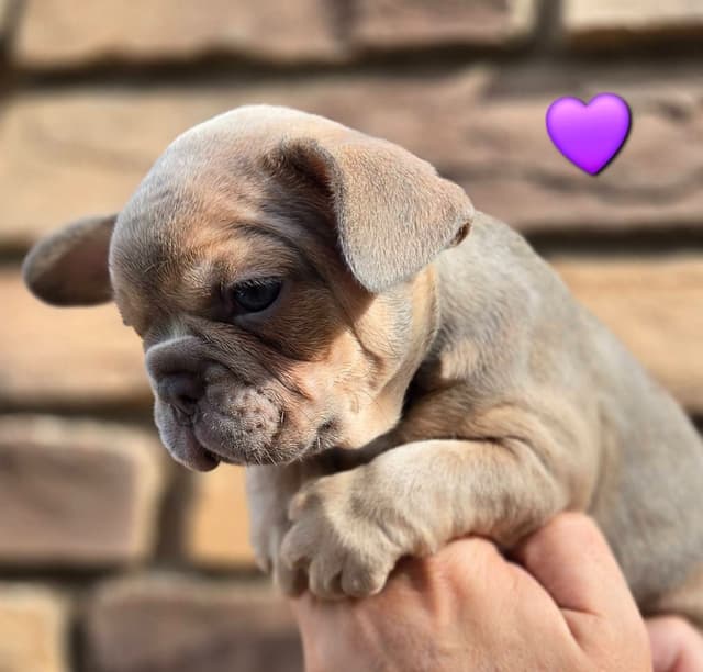 French Bulldog Puppies media 8