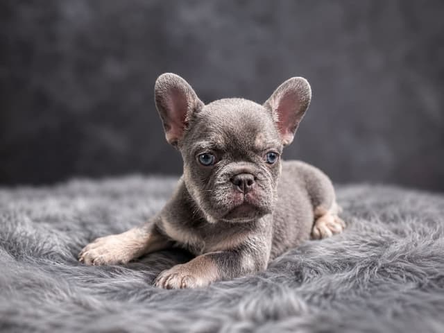 French Bulldog Puppies media 2