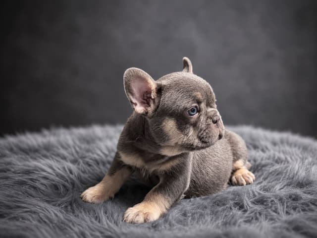 French Bulldog Puppies media 5