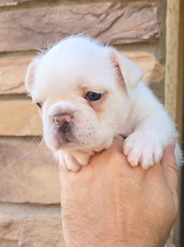 French Bulldog Puppies media 6