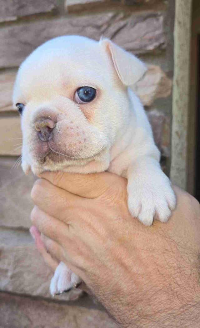 French Bulldog Puppies media 8