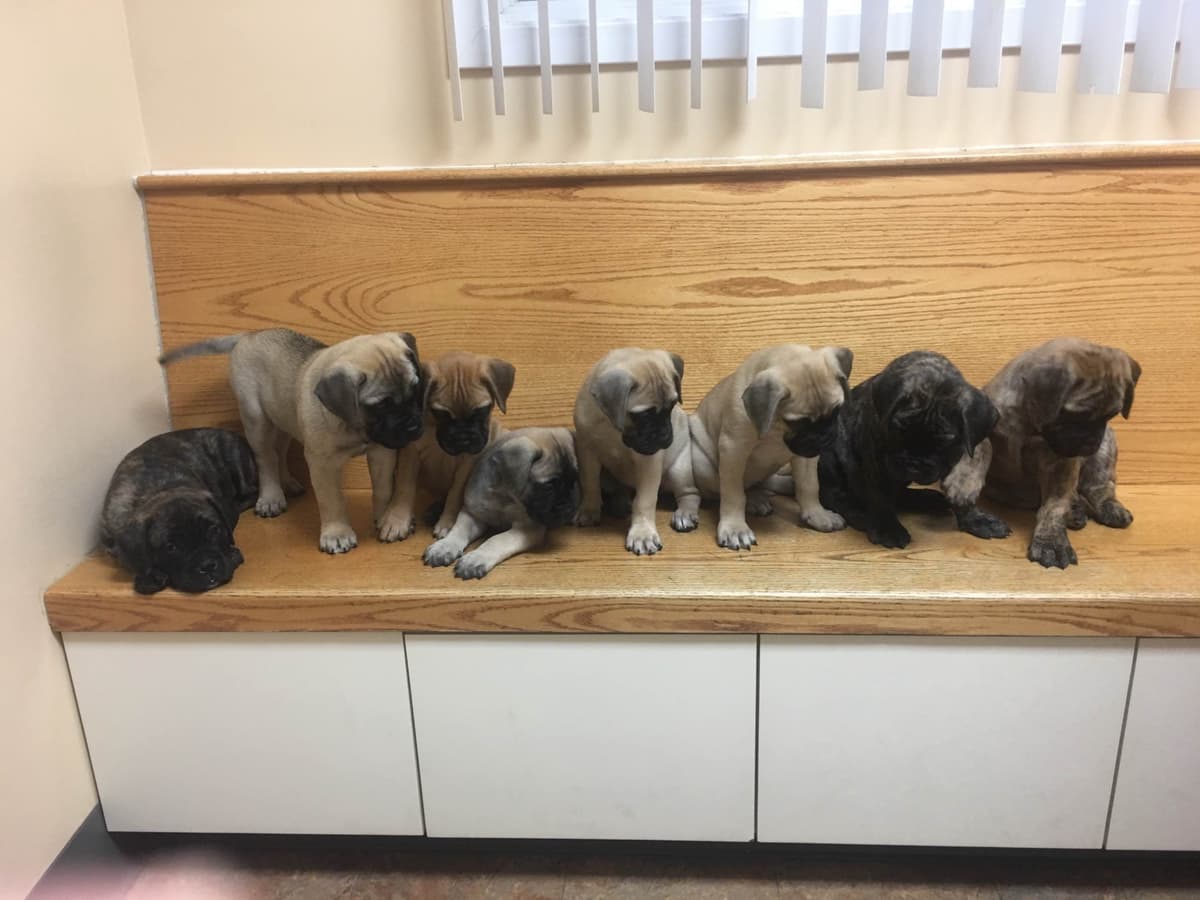 Bullmastiff Puppies breeder image 1