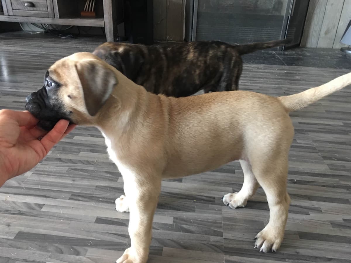 Bullmastiff Puppies breeder image 3