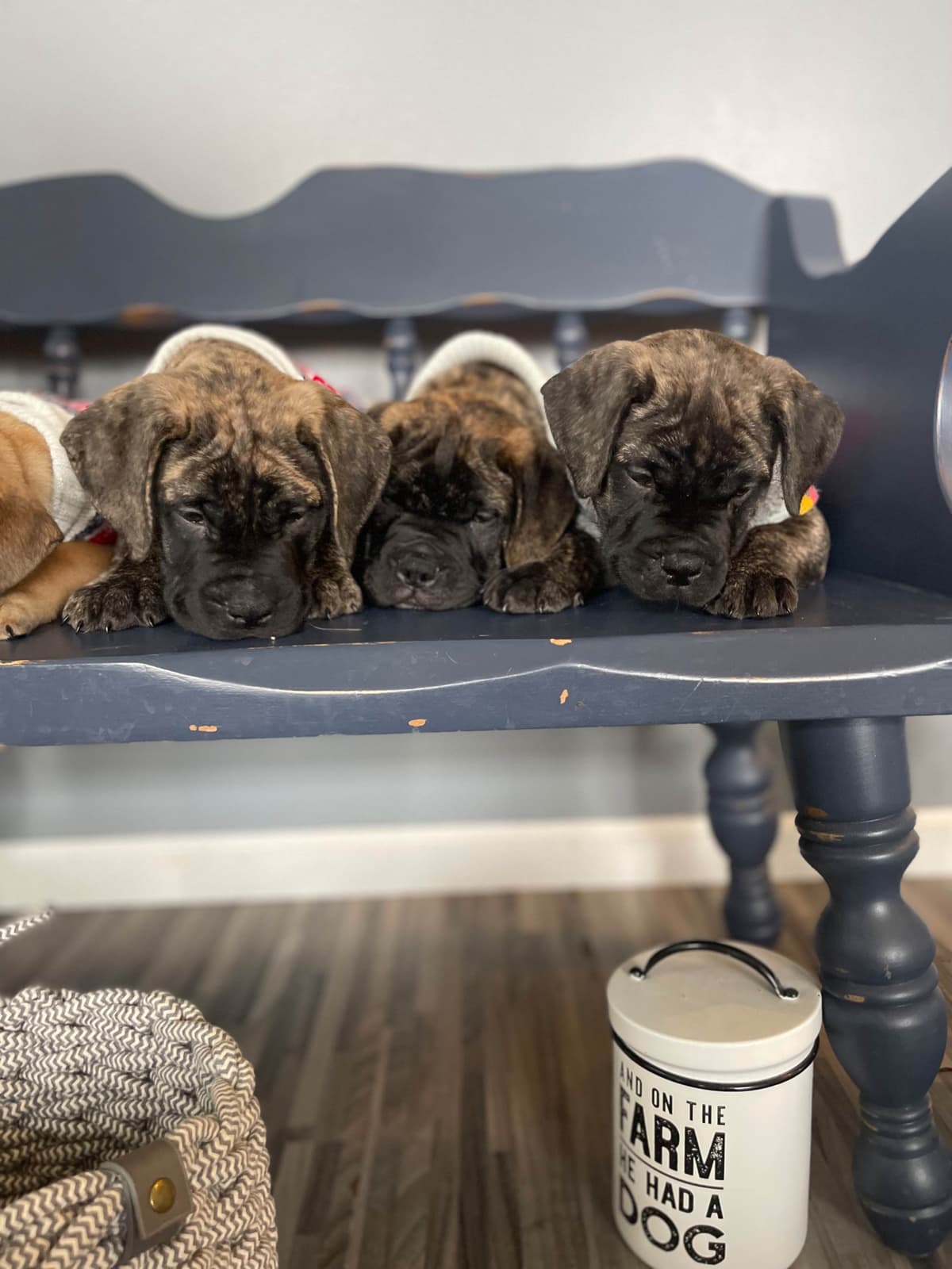 Bullmastiff Puppies breeder image 4