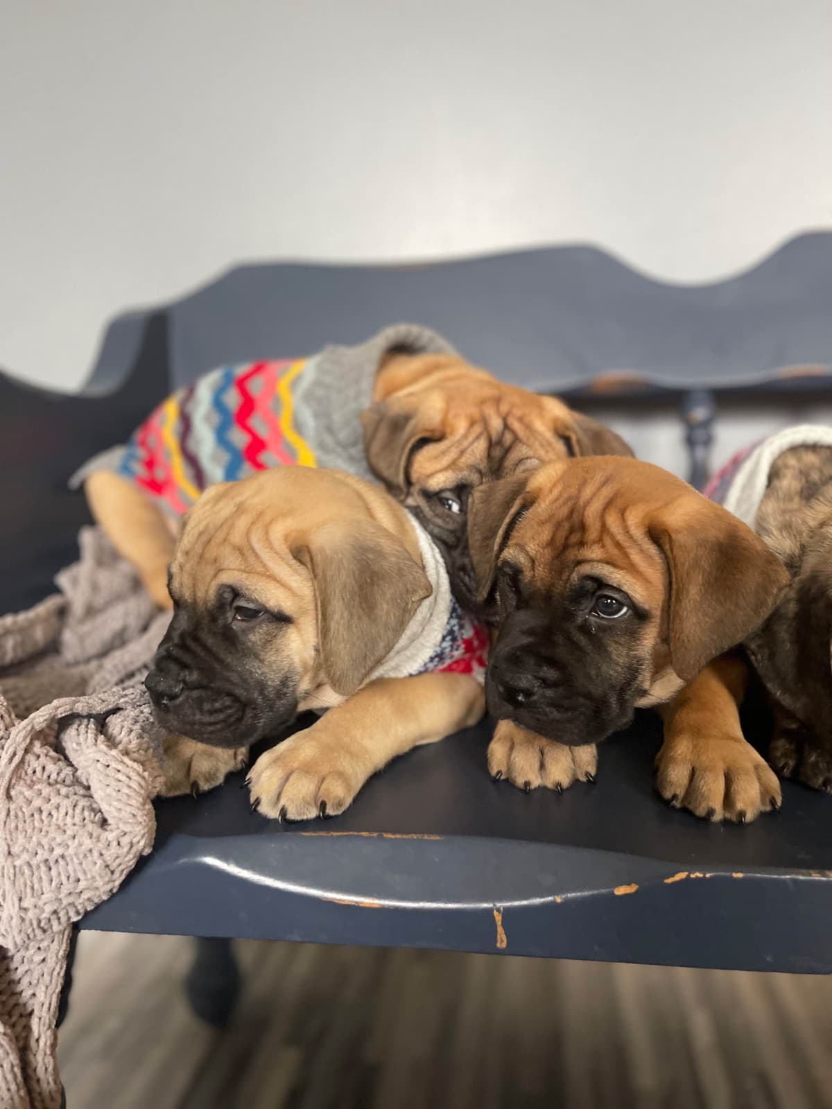 Bullmastiff Puppies breeder image 5