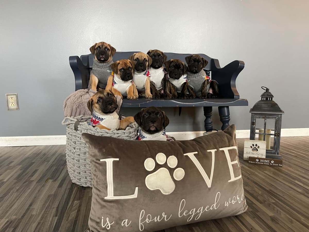 Bullmastiff Puppies breeder image 7