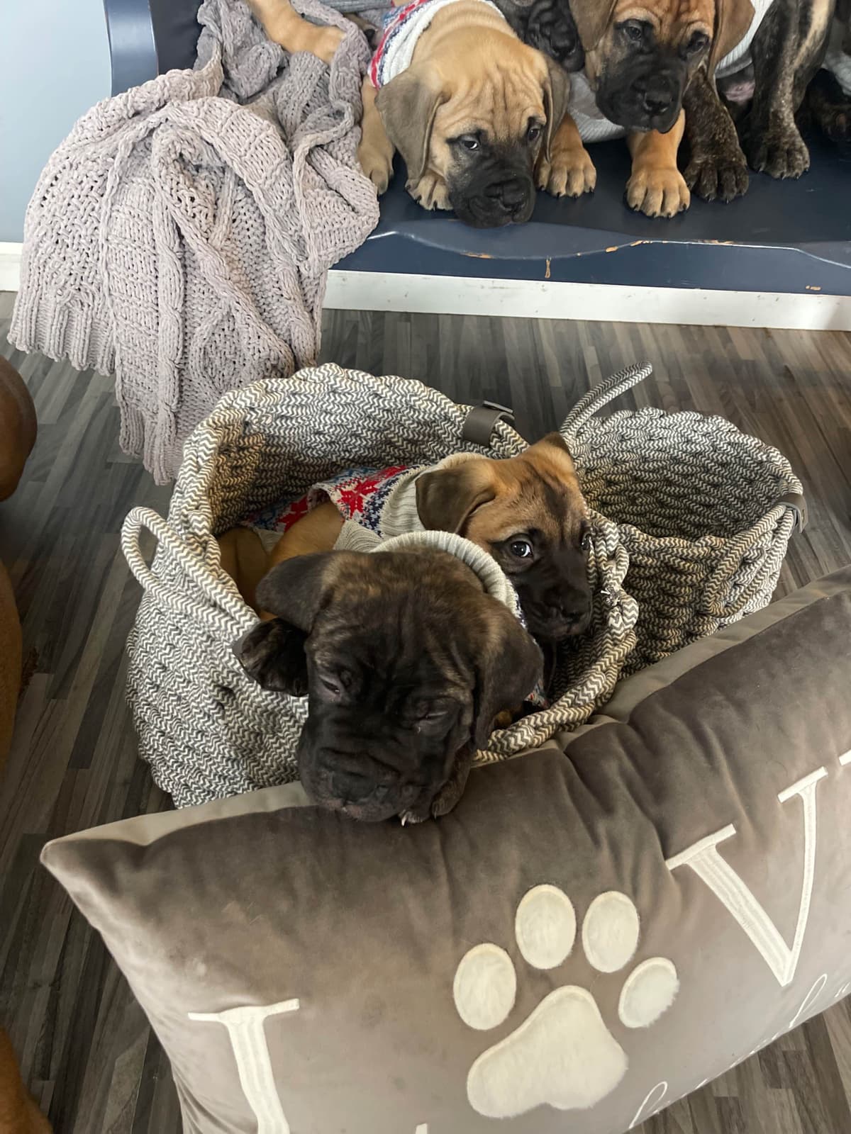 Bullmastiff Puppies breeder image 8