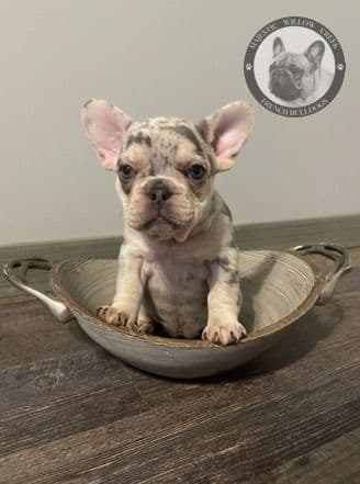 Bullmastiff Puppies breeder image 9