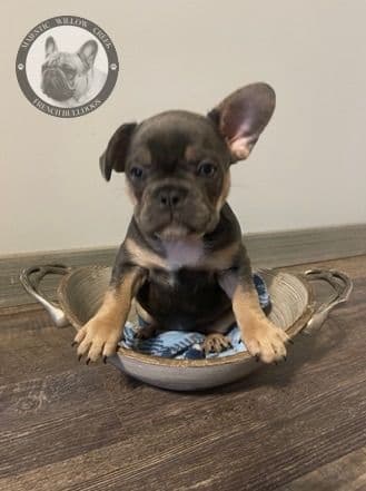 Bullmastiff Puppies breeder image 11