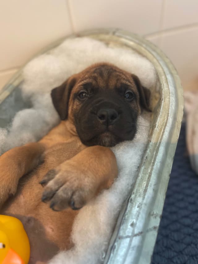 Bullmastiff Puppies media 4