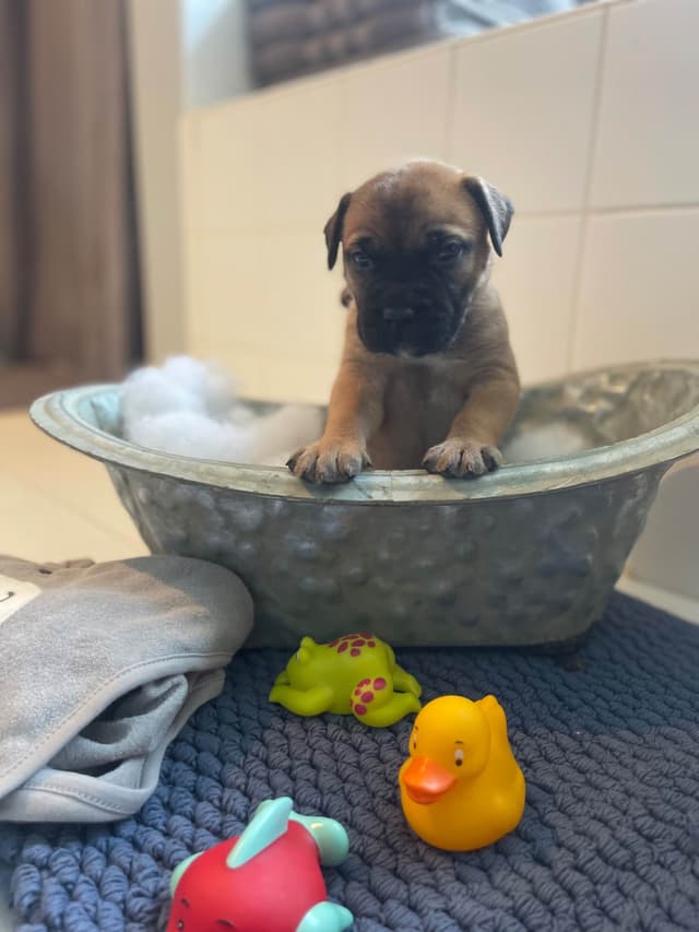 Bullmastiff Puppies media 5