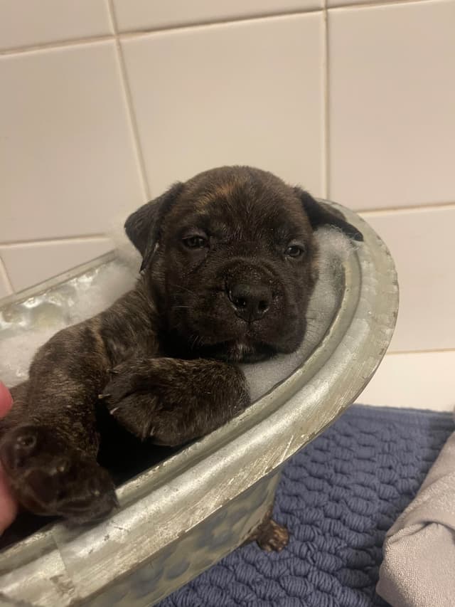 Bullmastiff Puppies media 6