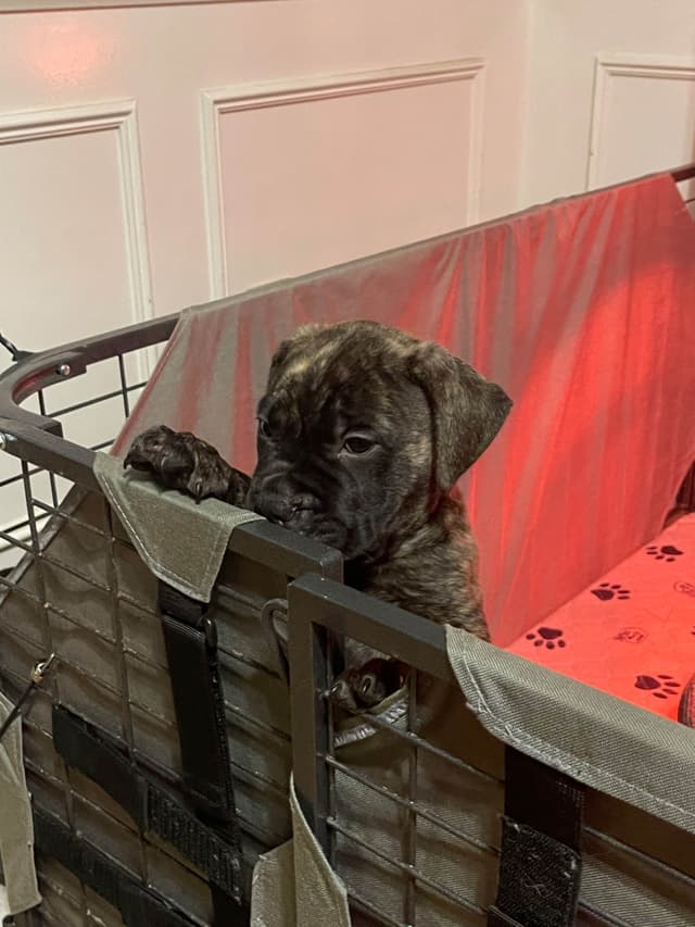 Bullmastiff Puppies media 7