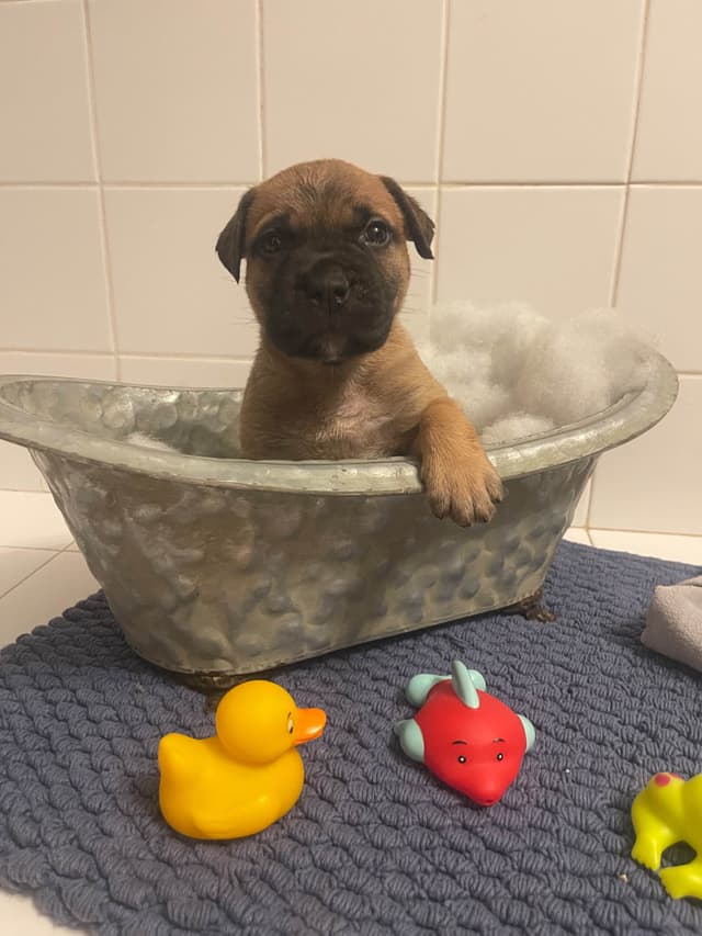 Bullmastiff Puppies media 8