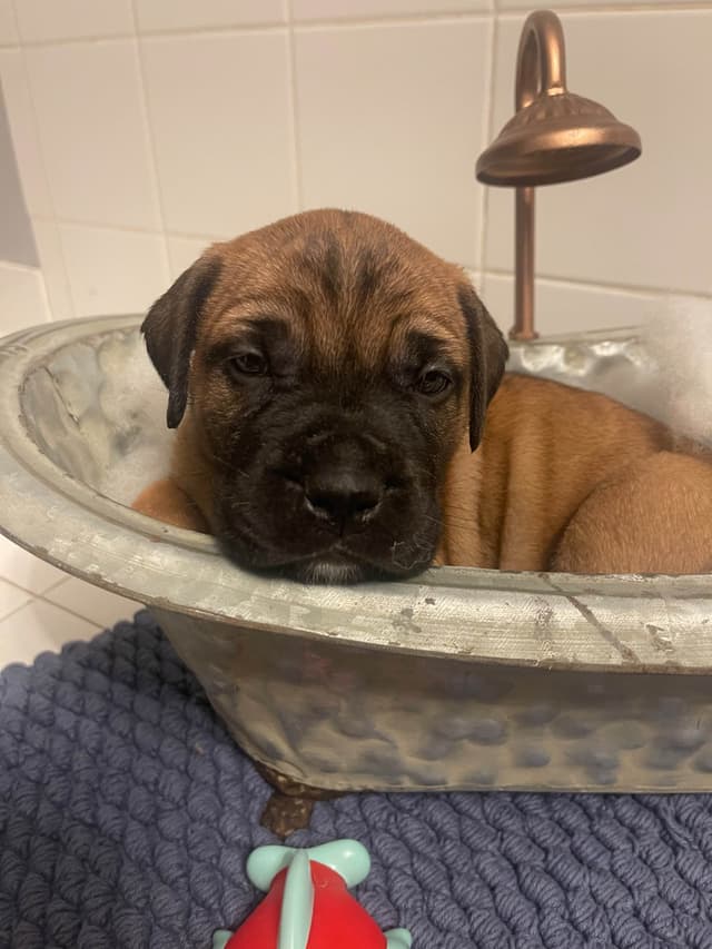 Bullmastiff Puppies media 9