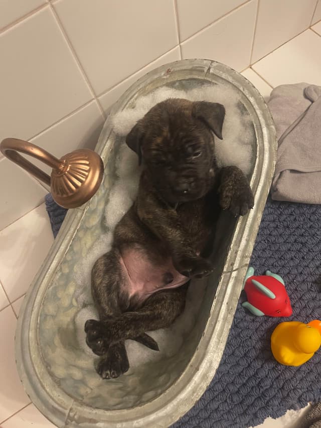 Bullmastiff Puppies media 10