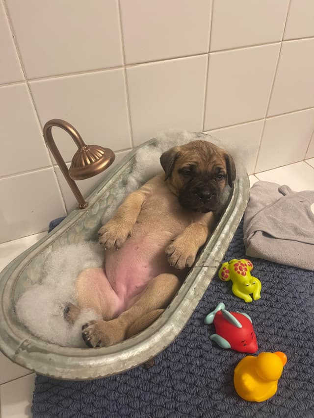 Bullmastiff Puppies media 11
