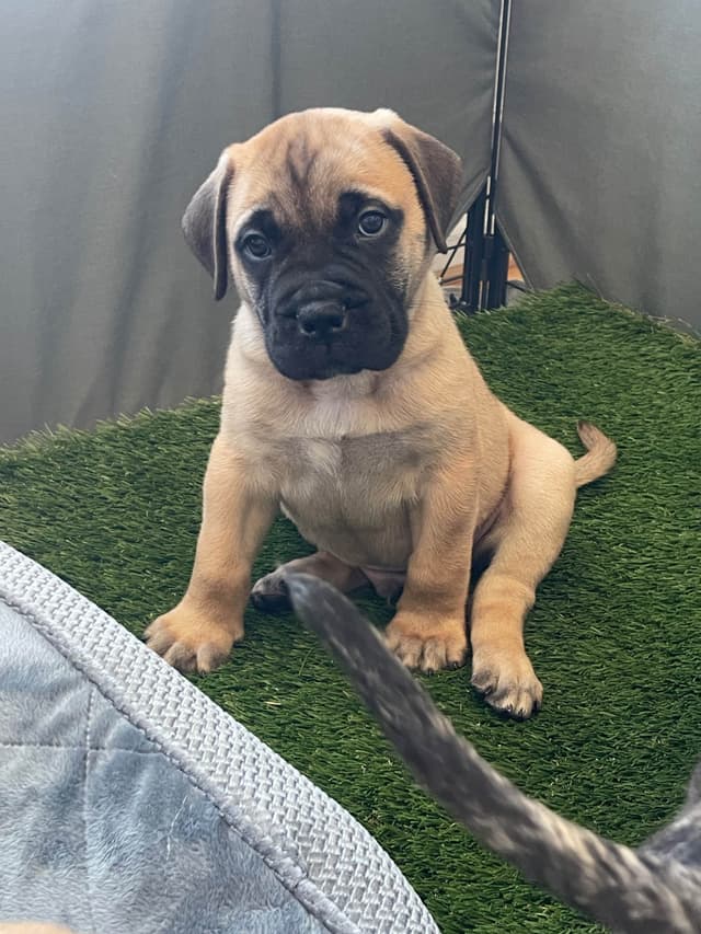 Bullmastiff Puppies media 12