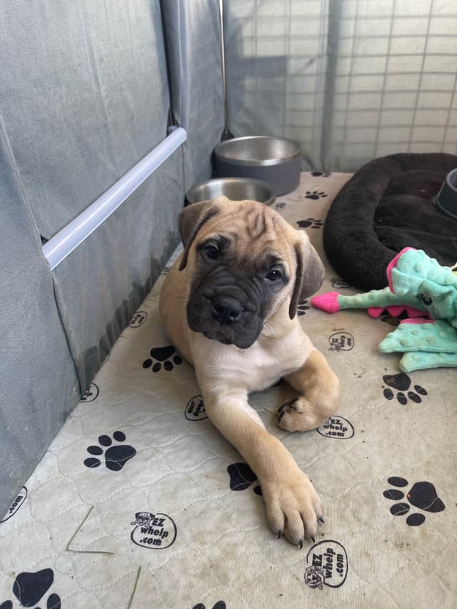 Bullmastiff Puppies media 13
