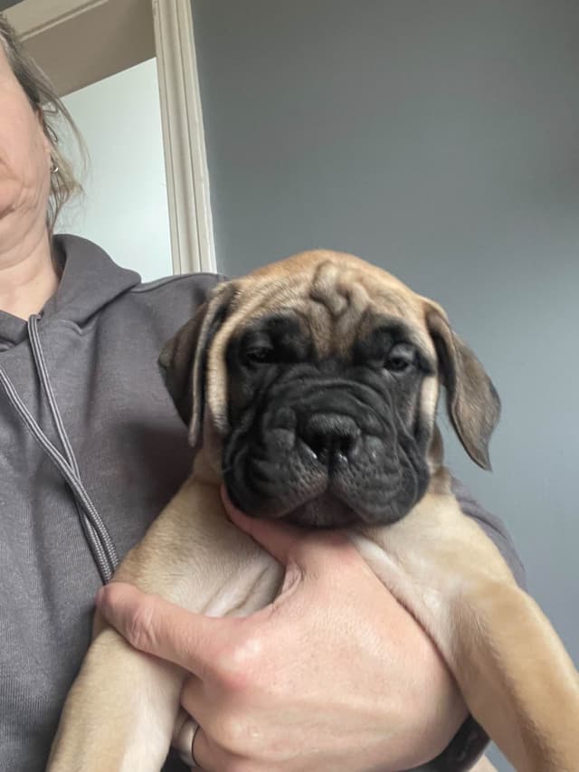 Bullmastiff Puppies media 14