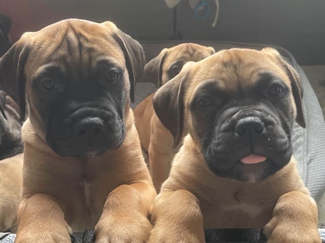 Bullmastiff Puppies media 15