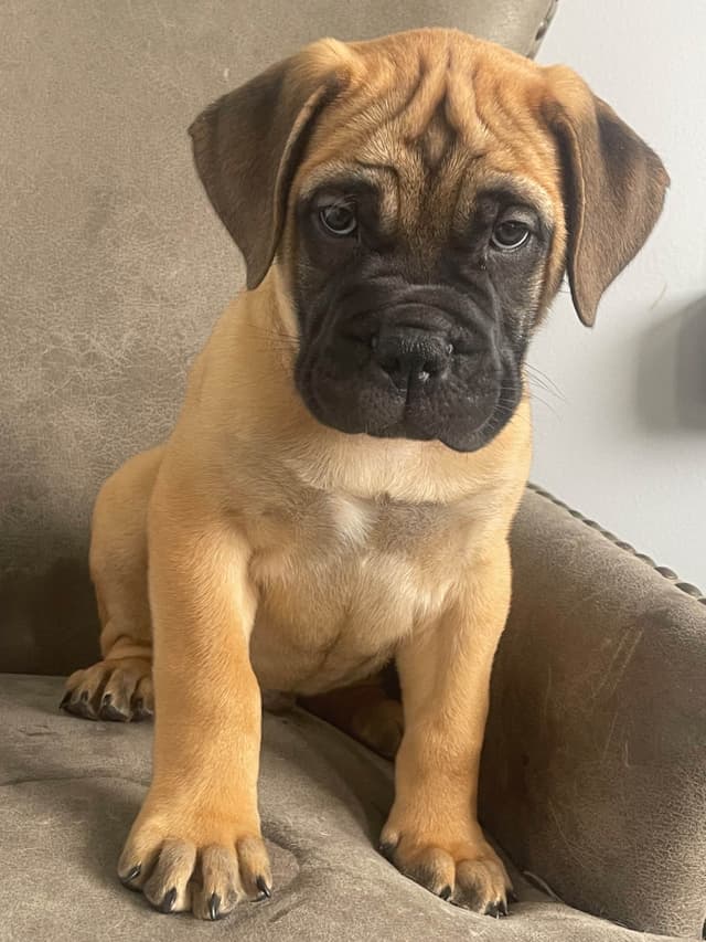 Bullmastiff Puppies media 2