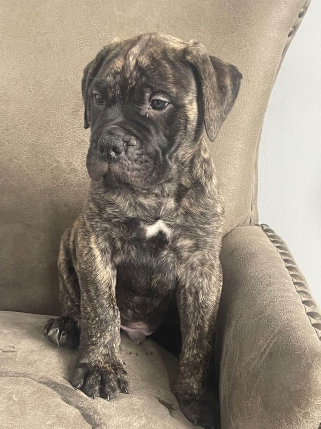 Bullmastiff Puppies media 3