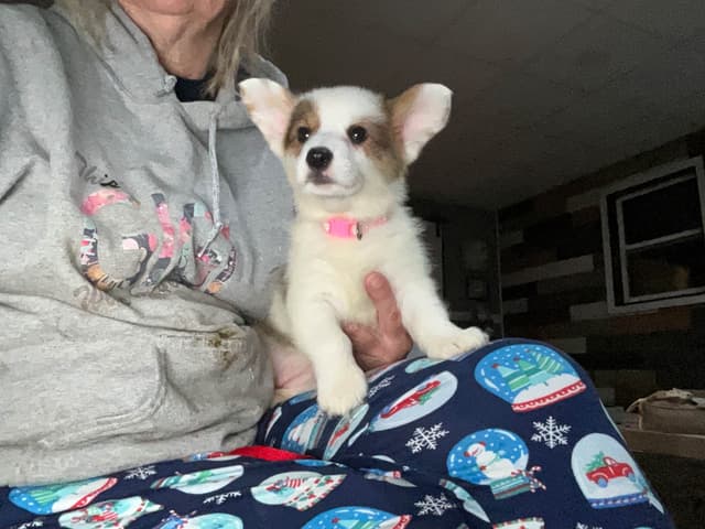 Pembroke Welsh Corgi Puppies media 6