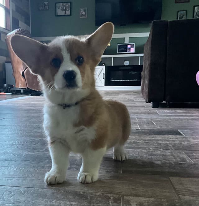 Pembroke Welsh Corgi Puppies media 7