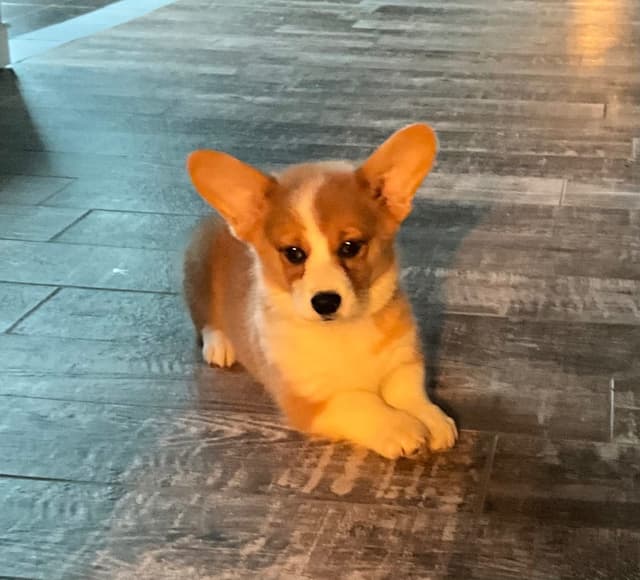 Pembroke Welsh Corgi Puppies media 2