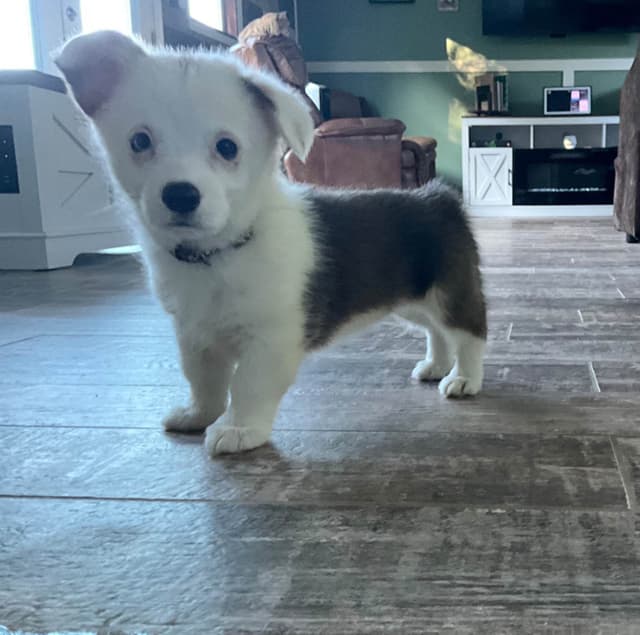 Pembroke Welsh Corgi Puppies media 3