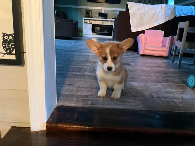 Pembroke Welsh Corgi Puppies media 4