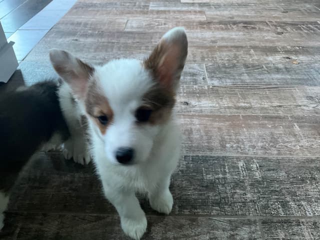 Pembroke Welsh Corgi Puppies media 5
