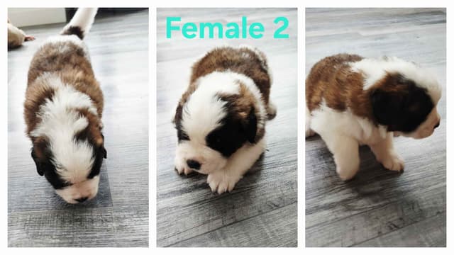 Saint Bernard Puppies media 2