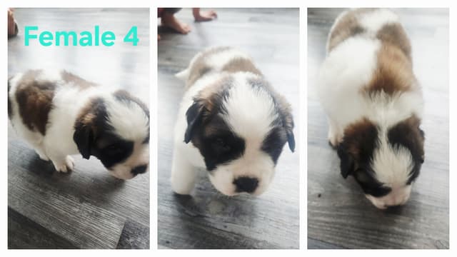 Saint Bernard Puppies media 3