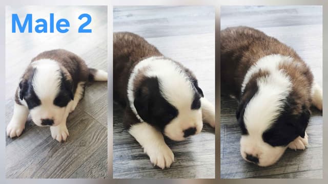 Saint Bernard Puppies media 4